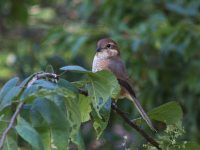 【野鳥の会の先生とネイチャーウォーキング】